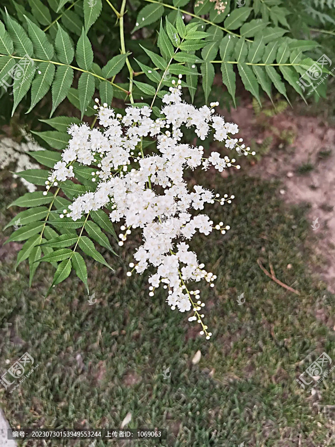 华北珍珠梅