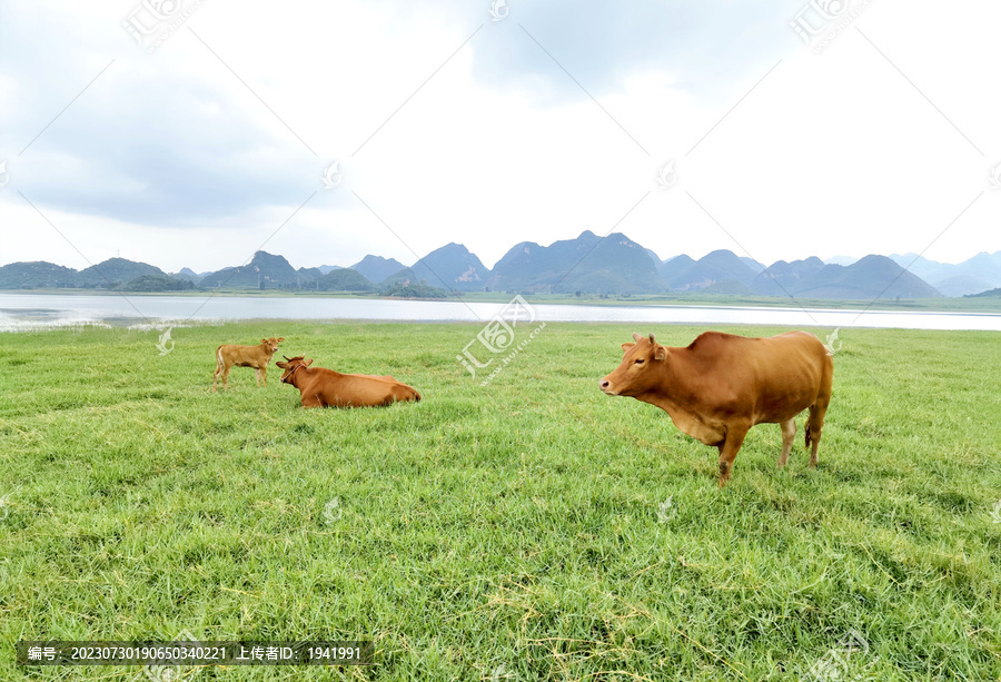草原黄牛