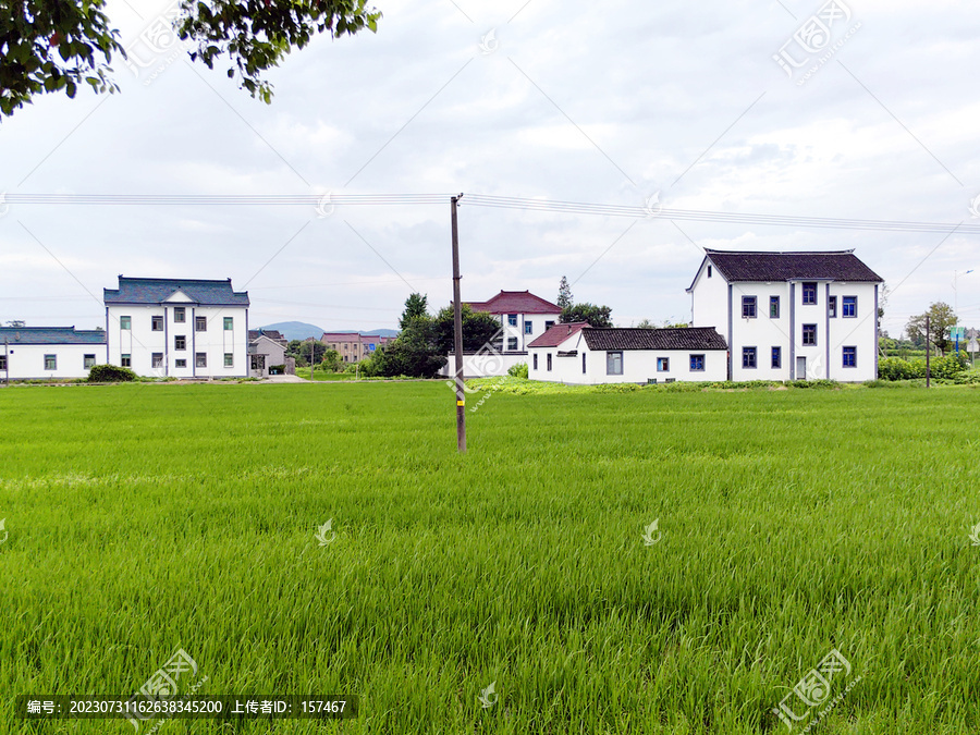 茶院村富硒农业产业园水稻田