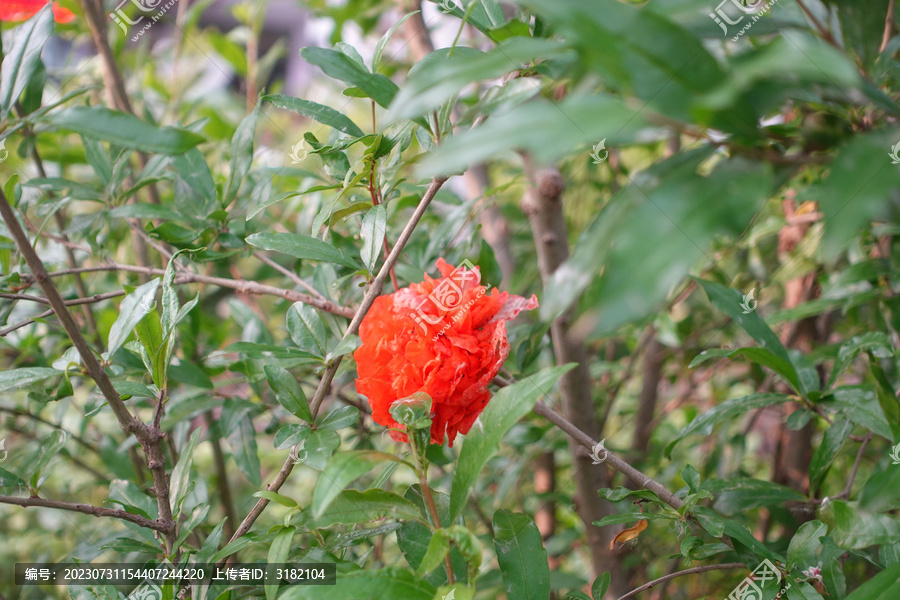 石榴花特写