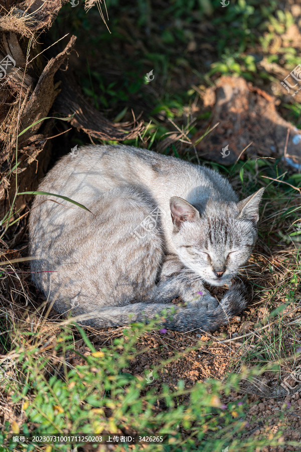 阳光草地上被打扰睡觉的猫