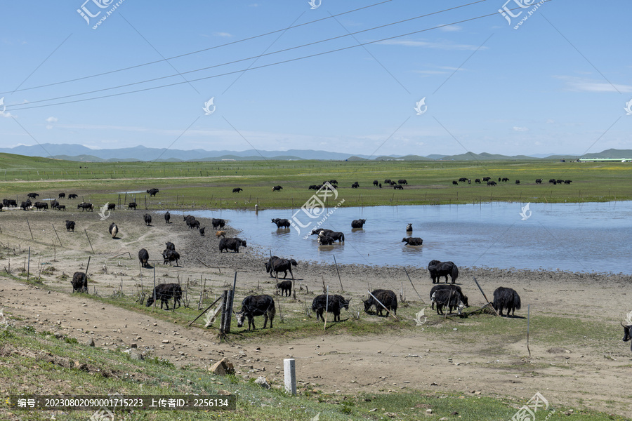 草原溪流牛群
