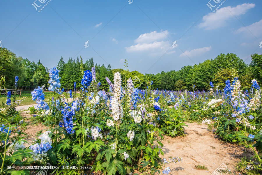 城市花园