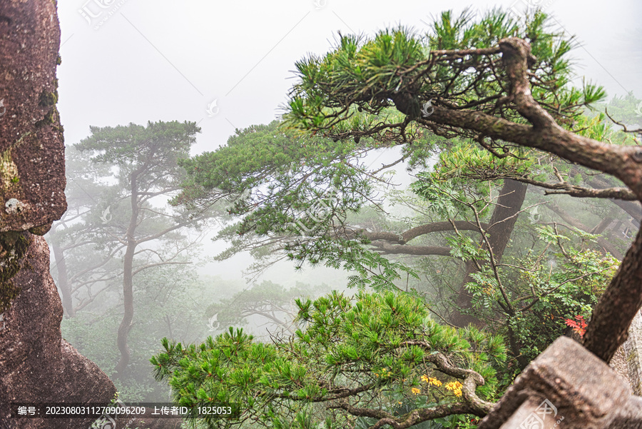 黄山松自然风光