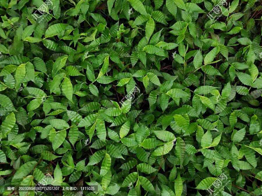 绿植背景