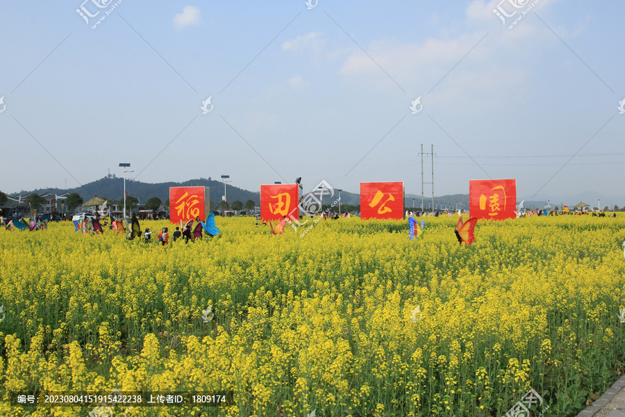 稻田风光