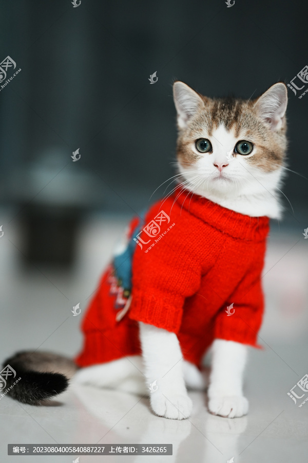 家里穿的衣服的小奶猫