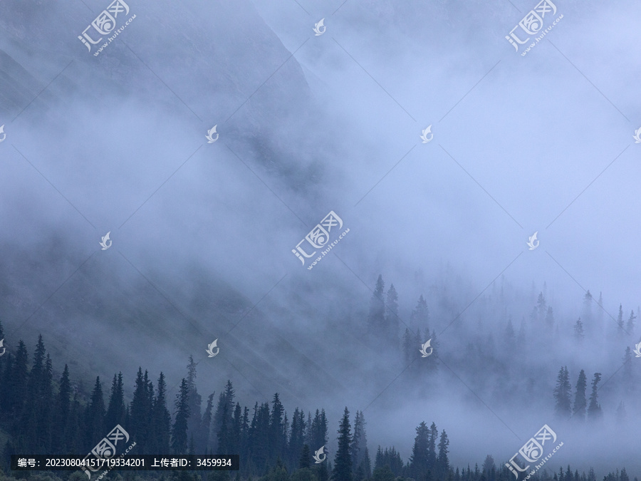 早晨大雾中的树木森林风景