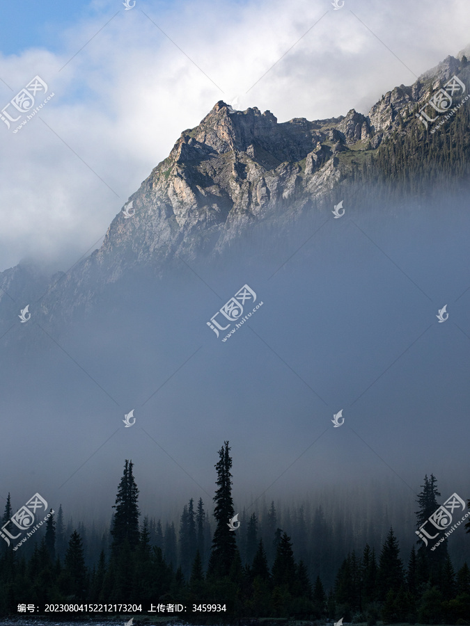 早晨大雾中的树木森林高山