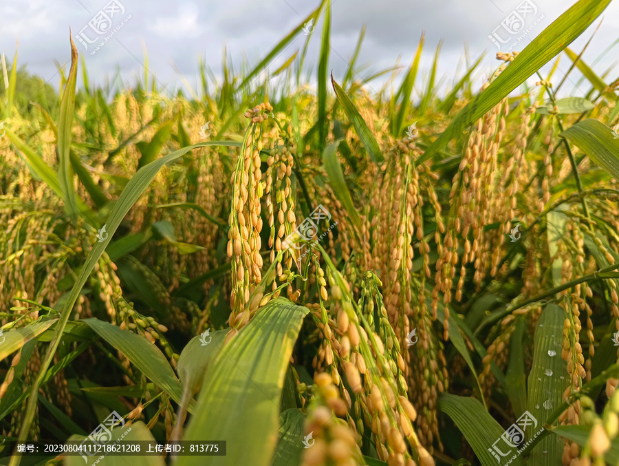 原野生态稻米