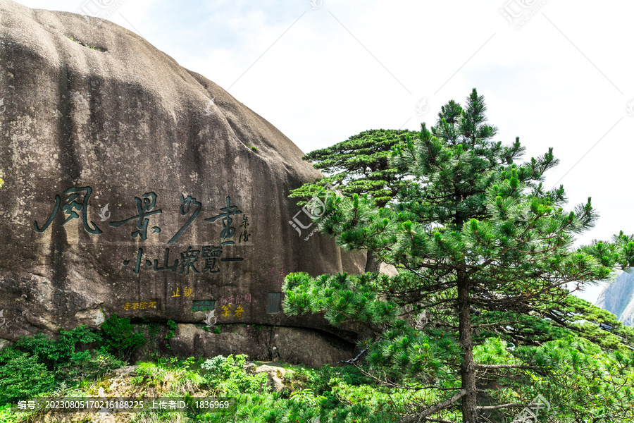 黄山迎客松