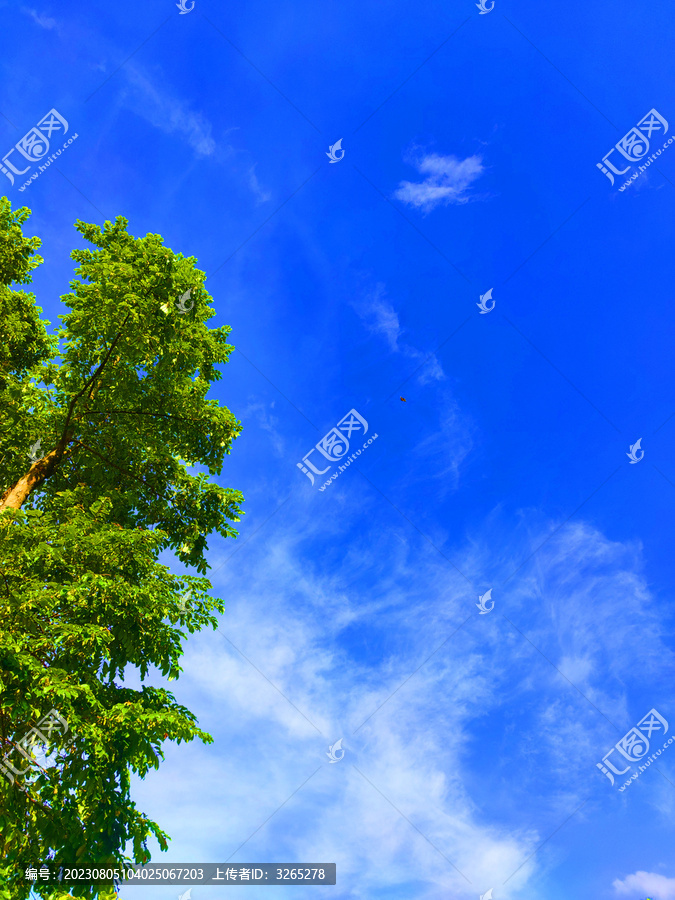 天空树木