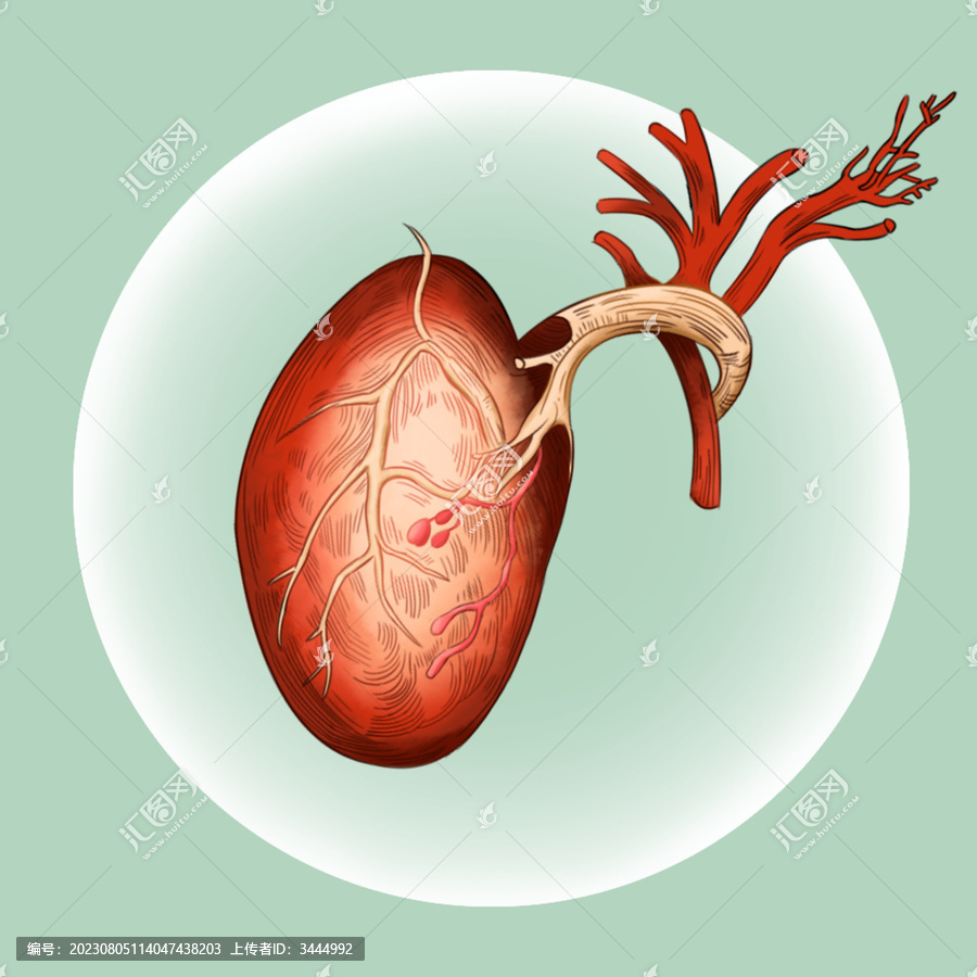 人体医学组织器官心脏插画素材