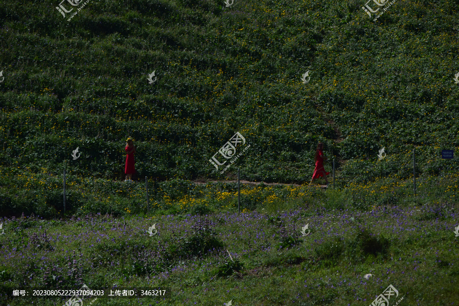 高山草原姐妹之爱