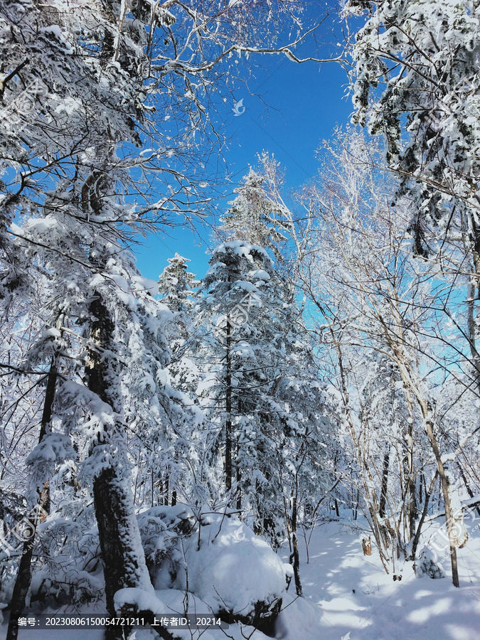 雪松