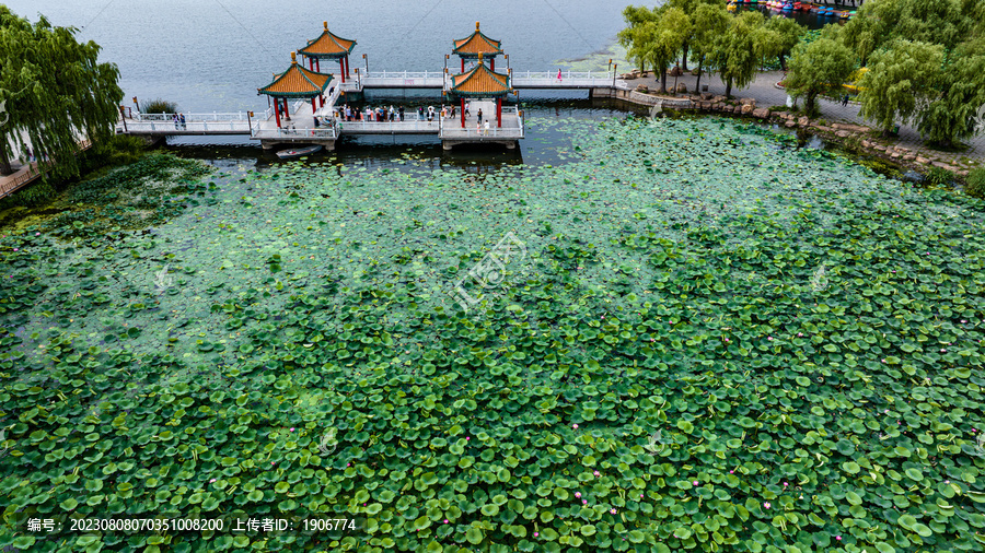 夏日里的中国长春南湖公园风景