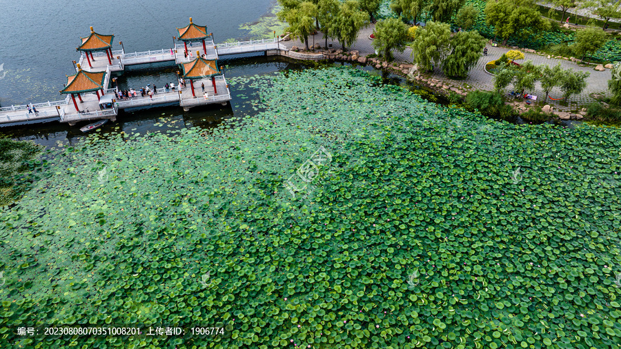 夏日里的中国长春南湖公园风景