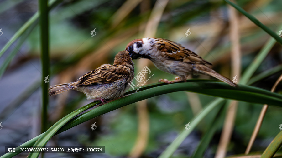 喂食中的麻雀