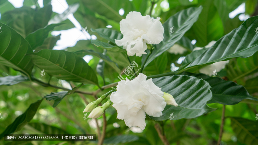 清晖园园林景观植物