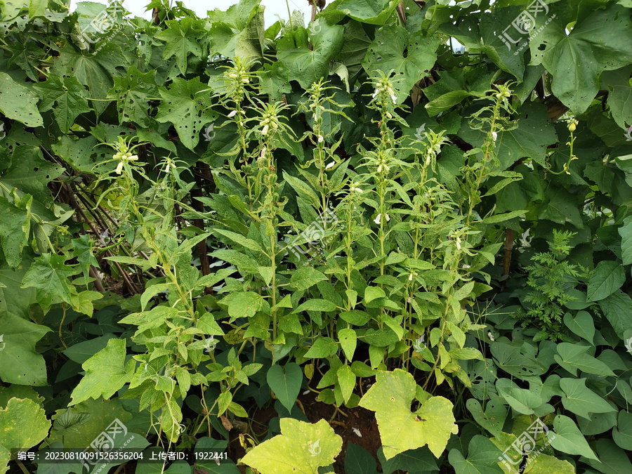 芝麻植株