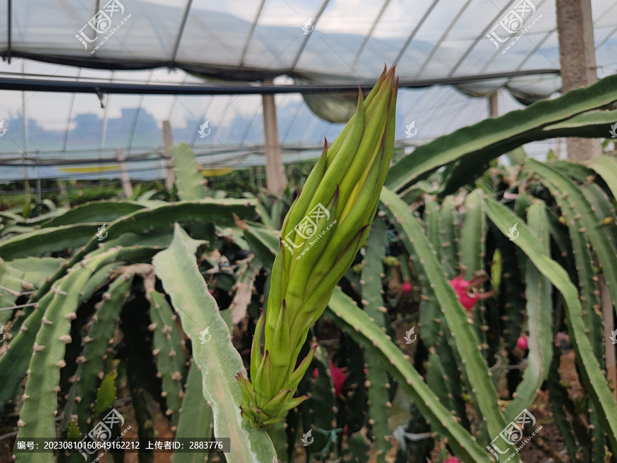 火龙果种植大棚火龙果花