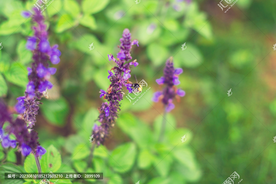 鼠尾草蜜蜂