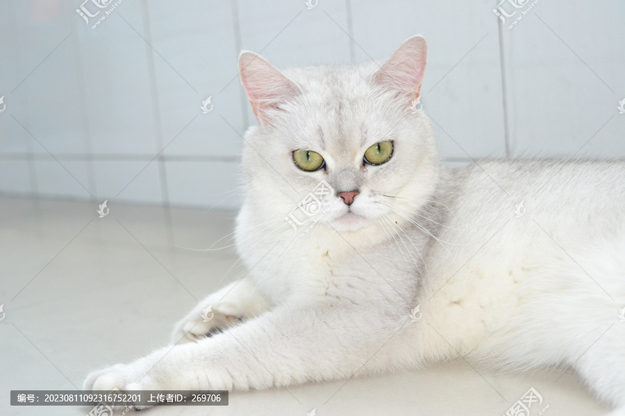 白色银渐层猫