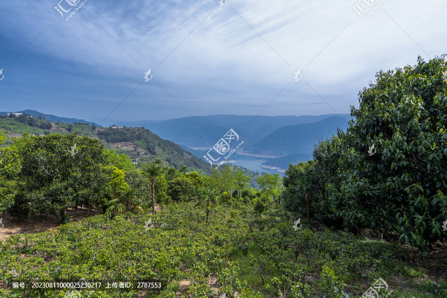凤庆滇红茶山