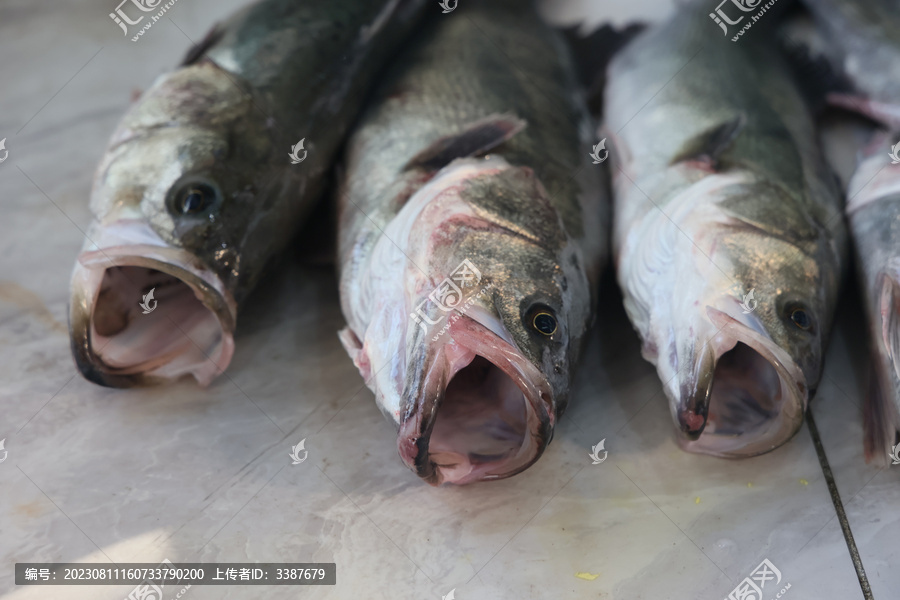 活鱼鲈鱼加工海鲜水产渔业捕捞