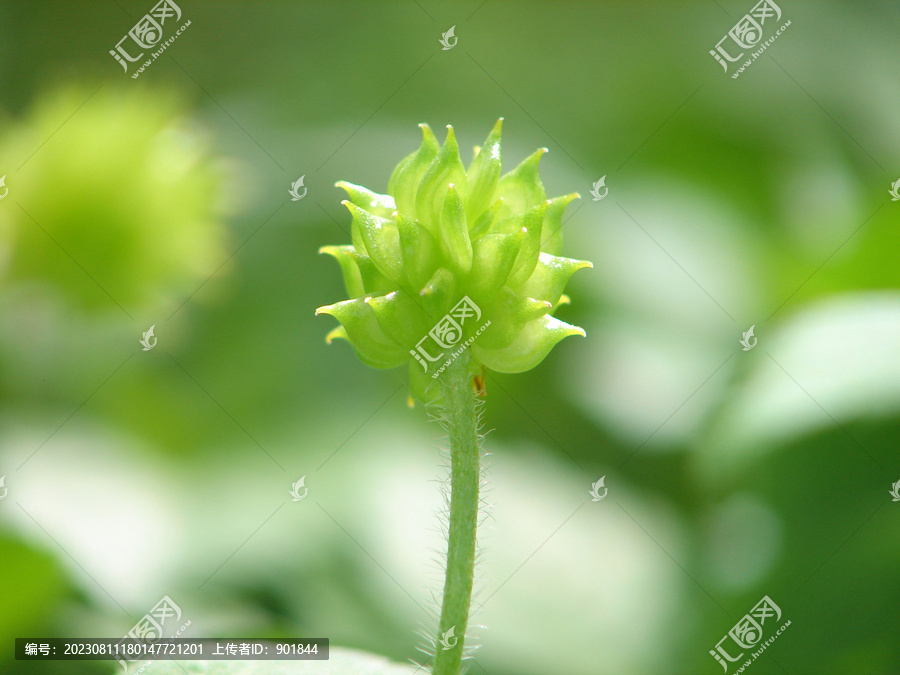 扬子毛茛结出的聚合果