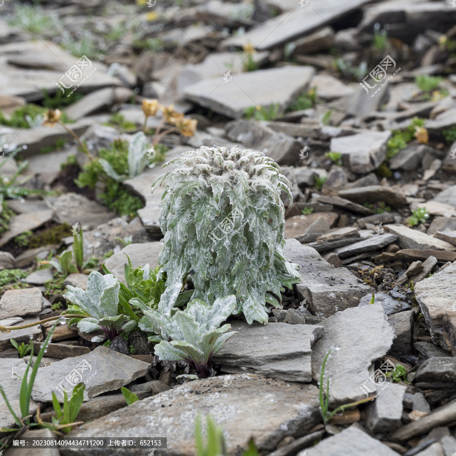 高原植物雪兔子特写