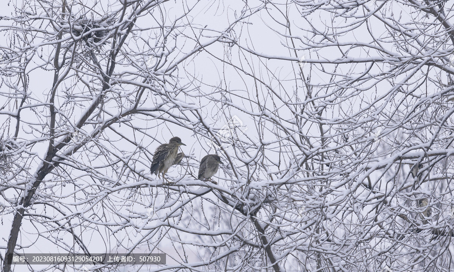 雪中夜鹭