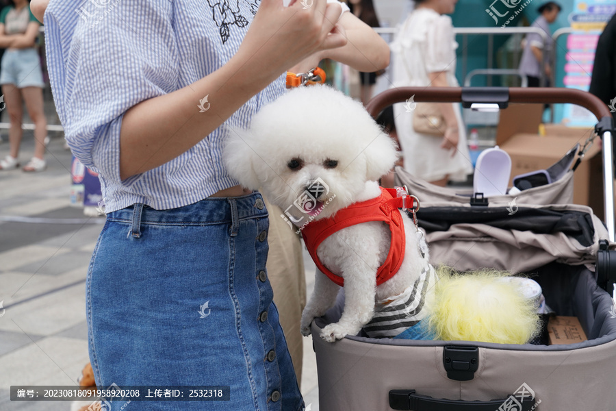 萌宠宠物狗可爱奶狗小型犬