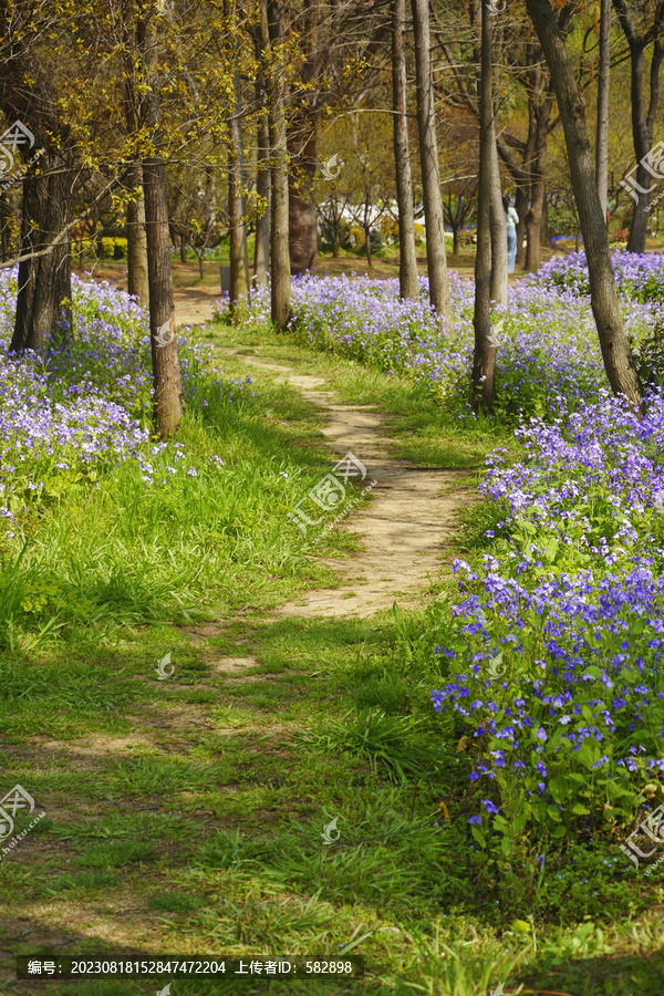 花间小路