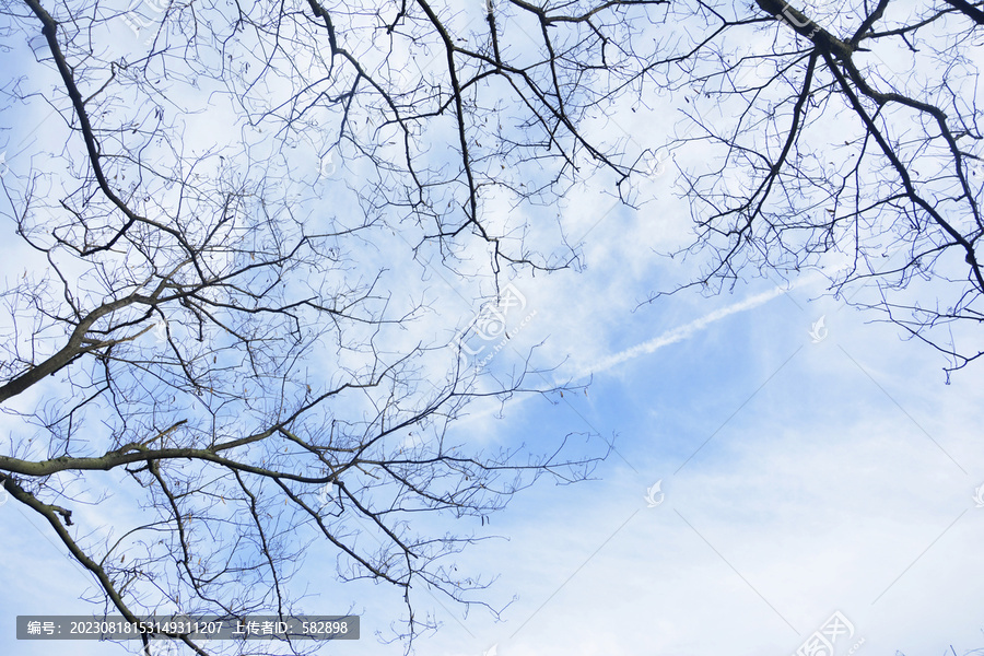 天空树枝美景