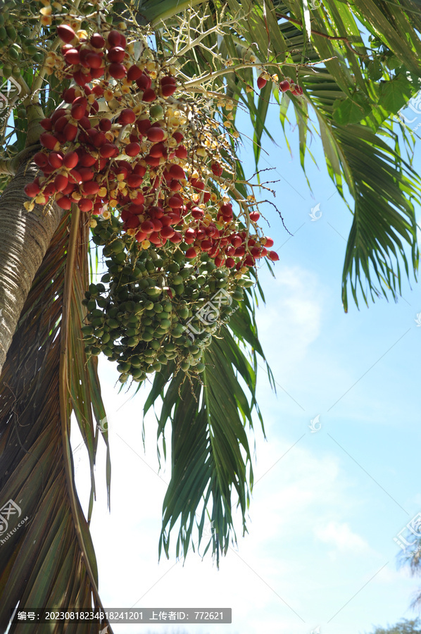 塞班岛风光椰树
