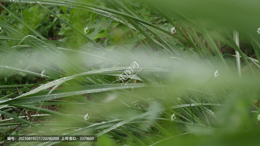 青草叶片上的水珠