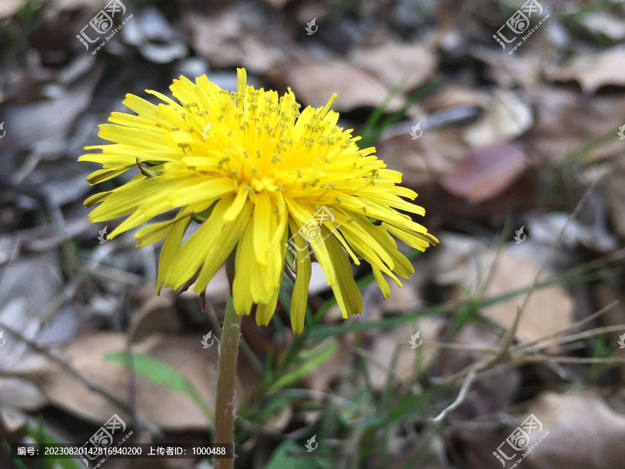 刺角芽