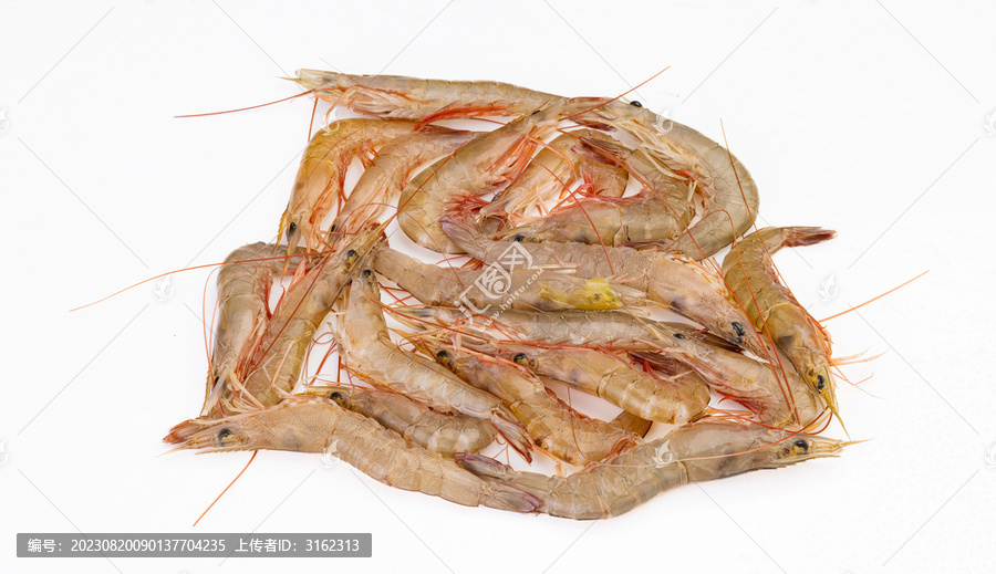 海虾麻虾