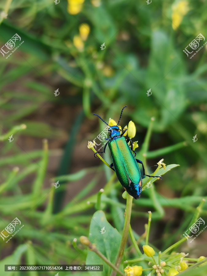 绿芫菁昆虫