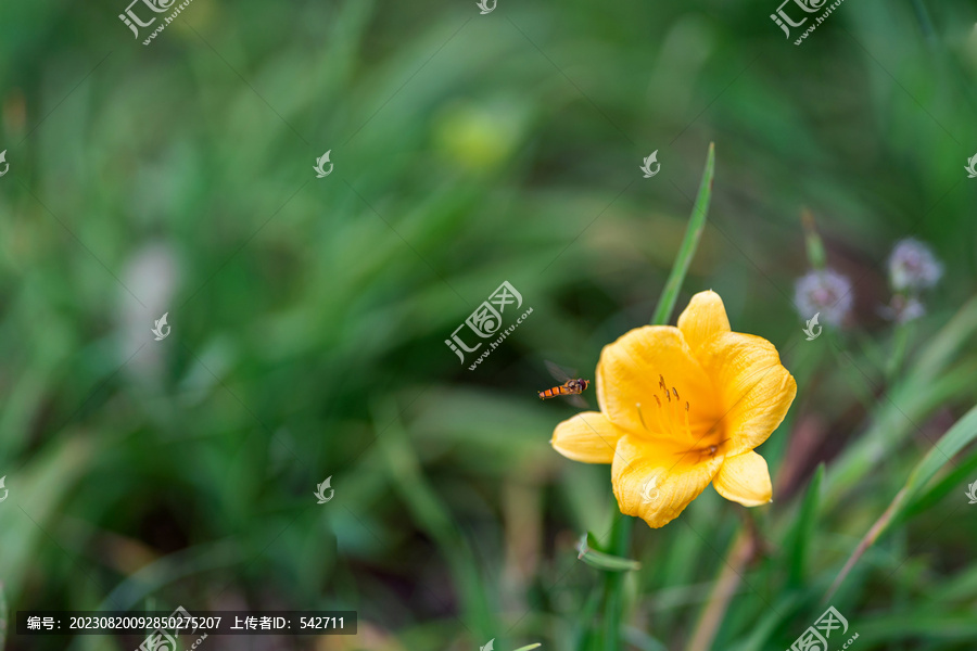 黄色的萱草花