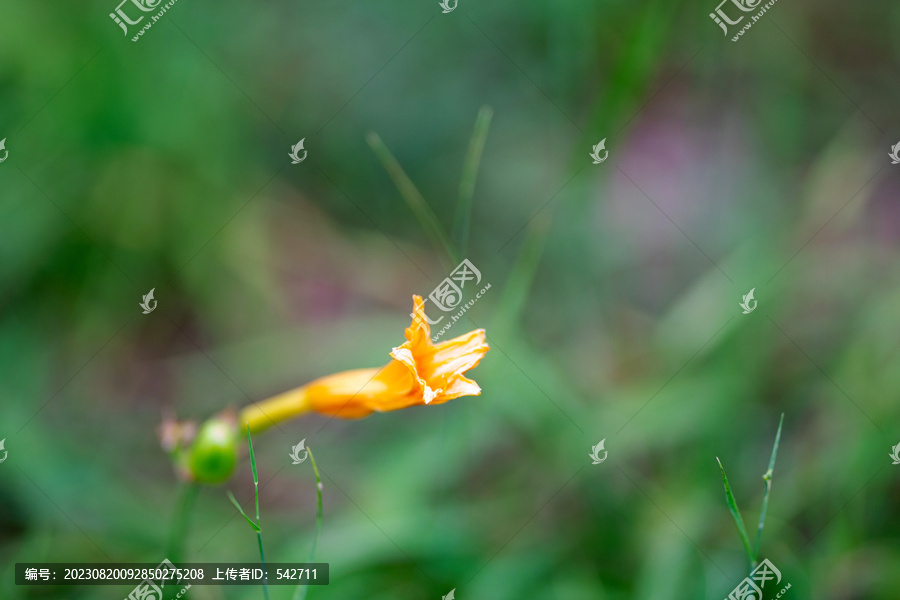 黄色的萱草花