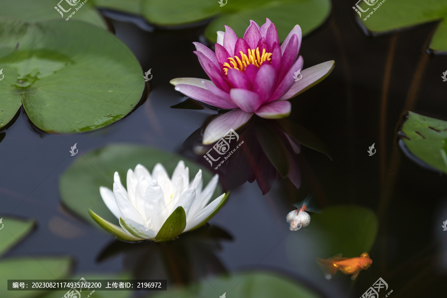 名品金鱼与多色睡莲花开