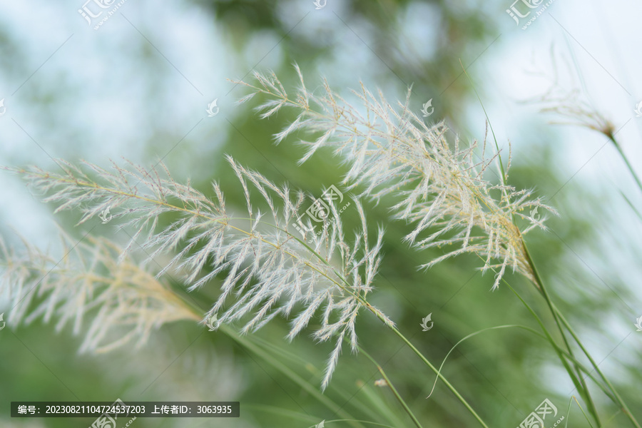 夏天清晨的芦苇