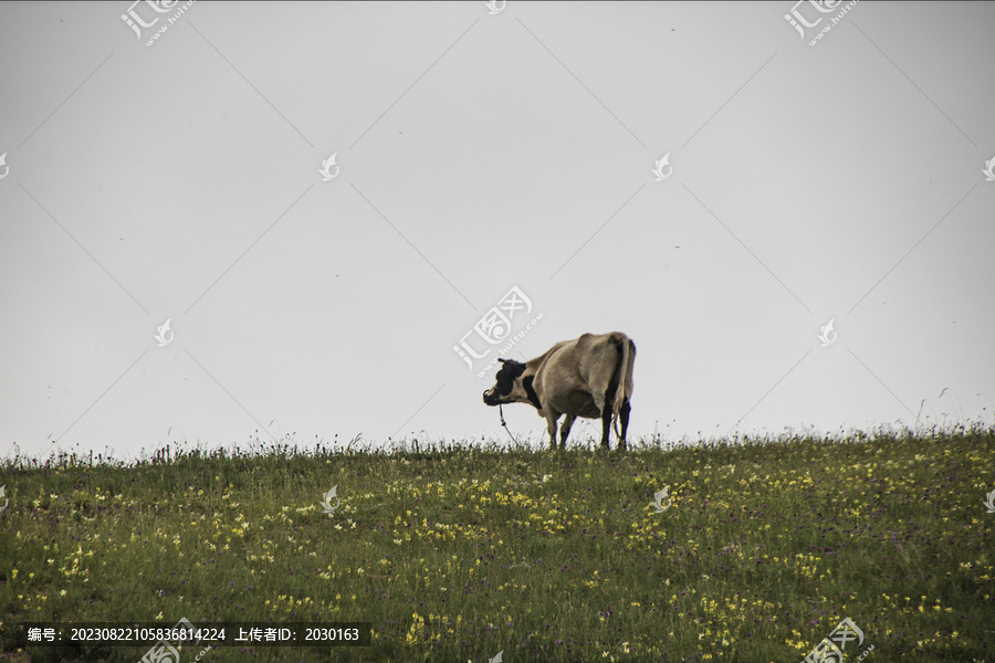 孤独的野牛