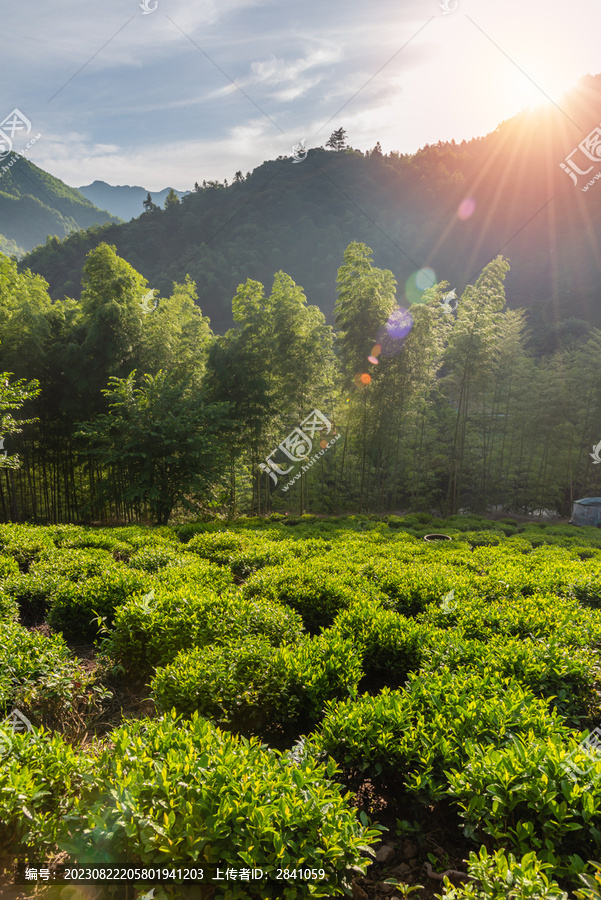 清晨安徽宣城的茶园和竹林