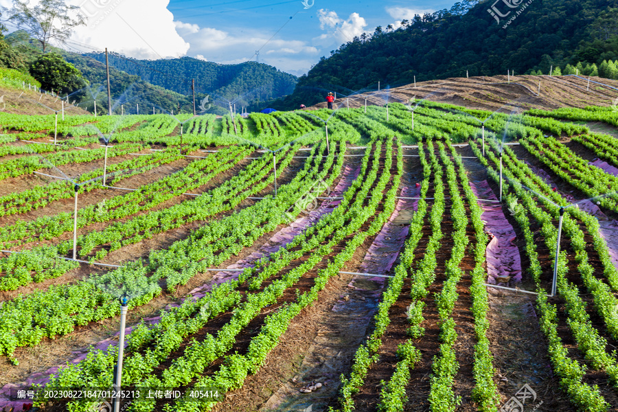 绿色蔬菜枸杞菜基地