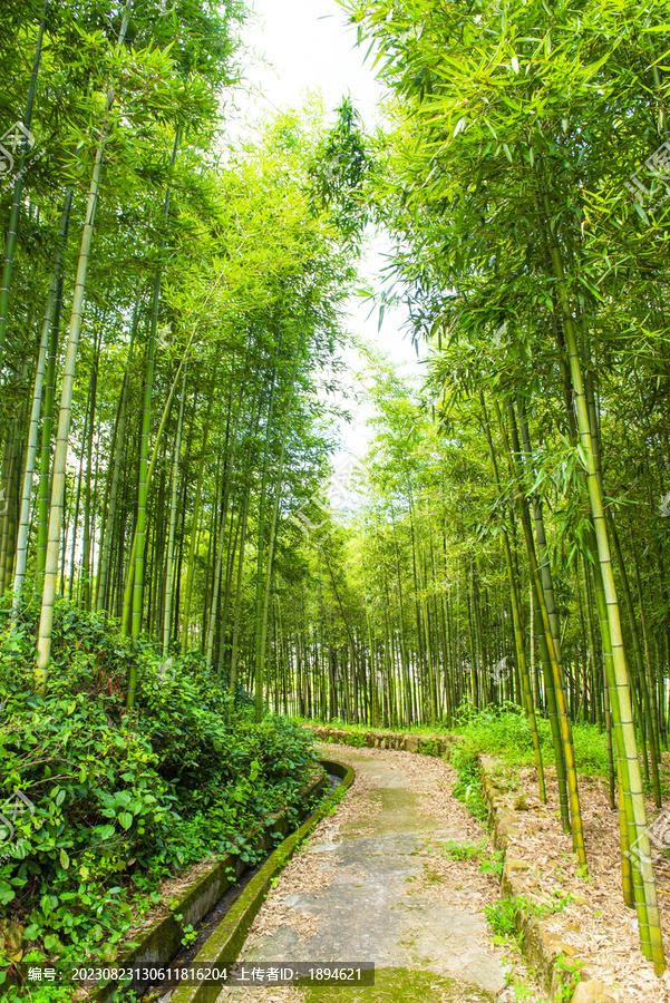 竹林小路