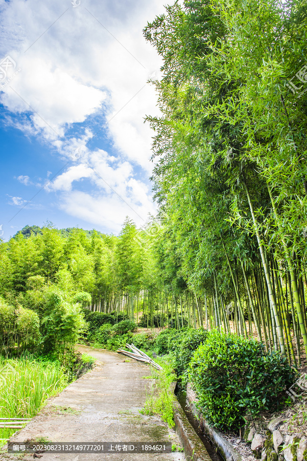 竹林小路