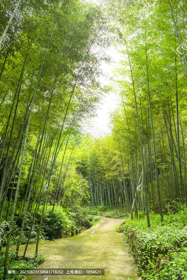 竹林小道